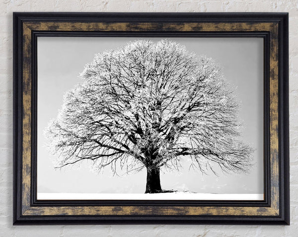 Winter Tree B n W Framed Print