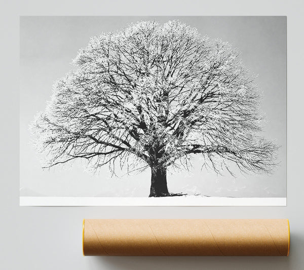 Winter Tree B N W Poster