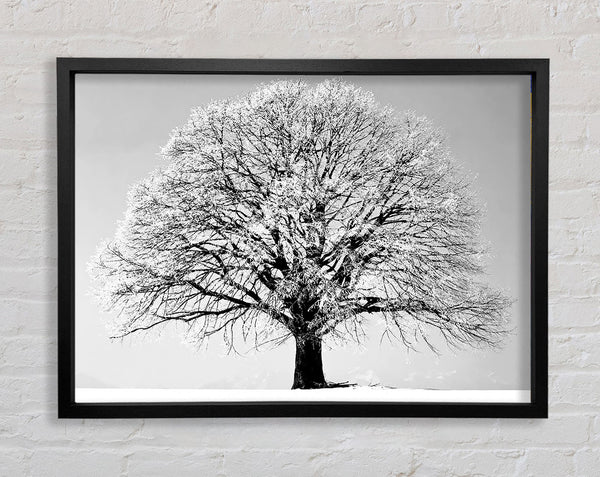 Winter Tree B n W Framed Print