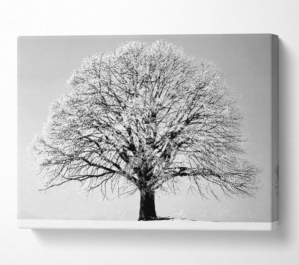  A Canvas Print of Winter Tree B n W Canvas Print