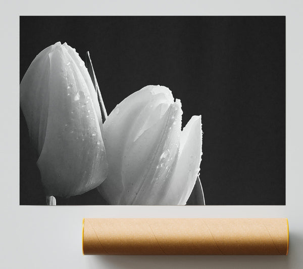 Black And White Tulip Beautys Giclee Print