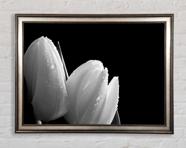 Black And White Tulip Beautys Framed Print