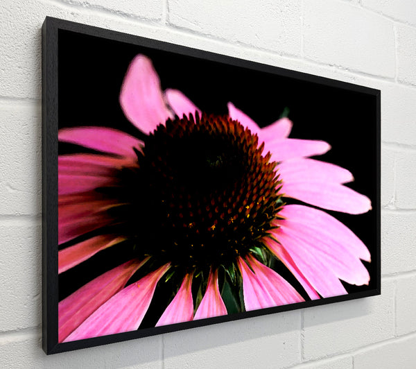 Pom Pom Daisy Centre