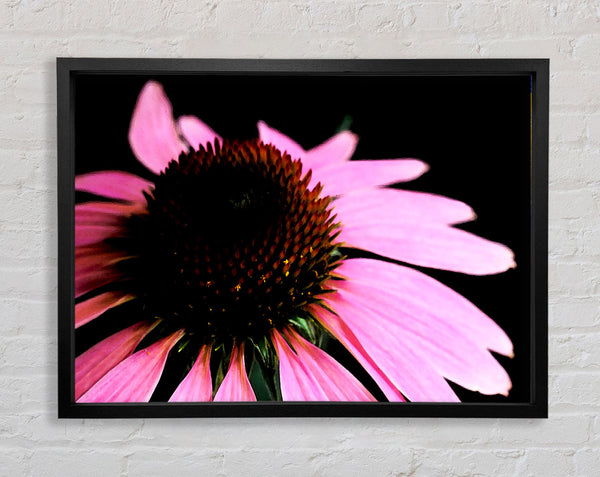 Pom Pom Daisy Centre Framed Print