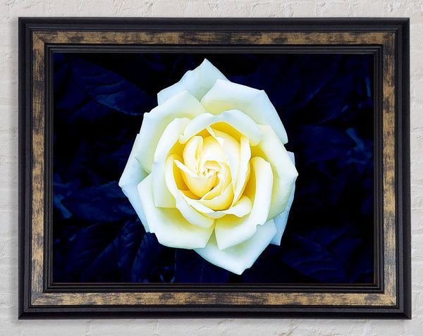 Yellow Rose On Blue Leaves Framed Print