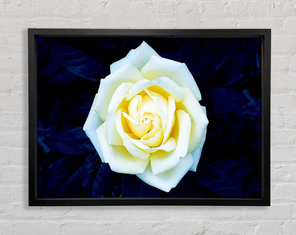 Yellow Rose On Blue Leaves Framed Print