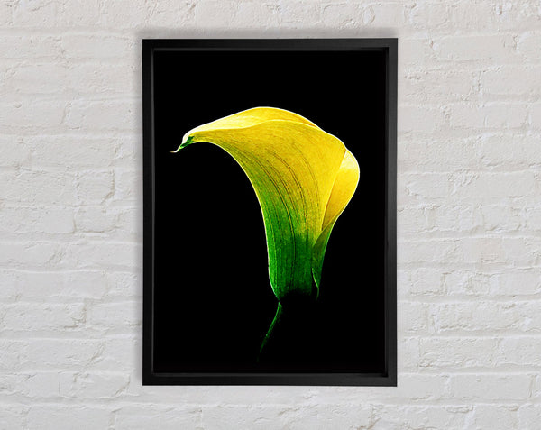 Stunning Night Lily Framed Print