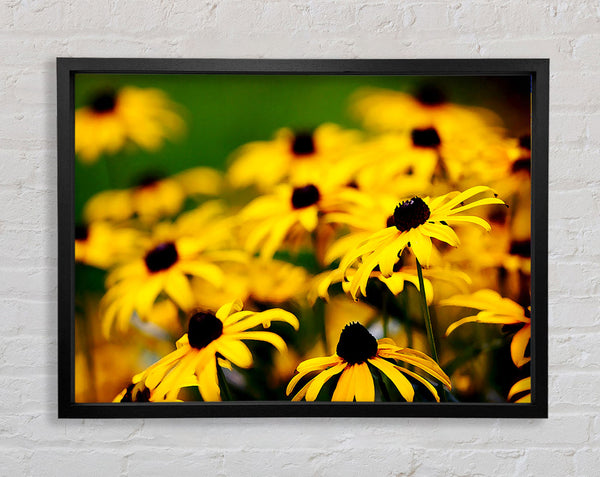 Yellow Daisy Pom Poms Framed Print