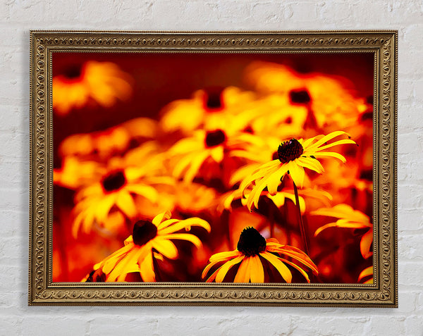 Daisies In Golden Sunlight Framed Print