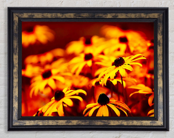 Daisies In Golden Sunlight Framed Print