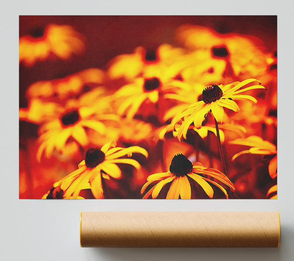 Daisies In Golden Sunlight Poster