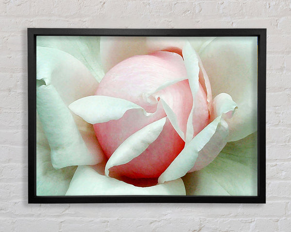 Soft Pink Rose Bud Framed Print