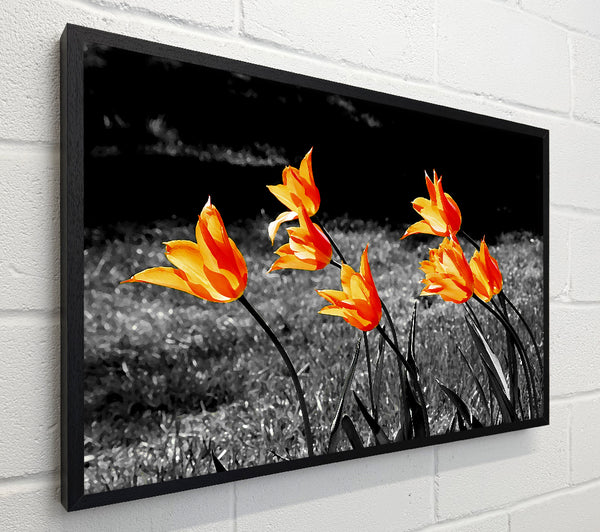Orange Tulips On B n W