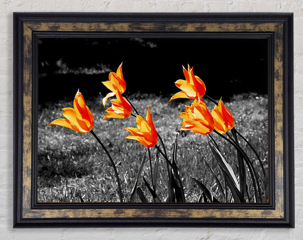 Orange Tulips On B n W Framed Print