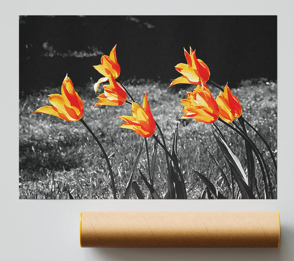 Orange Tulips On B N W Poster