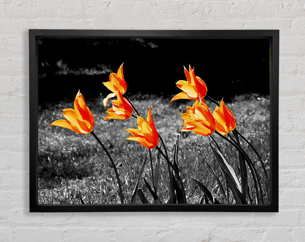 Orange Tulips On B n W Framed Print
