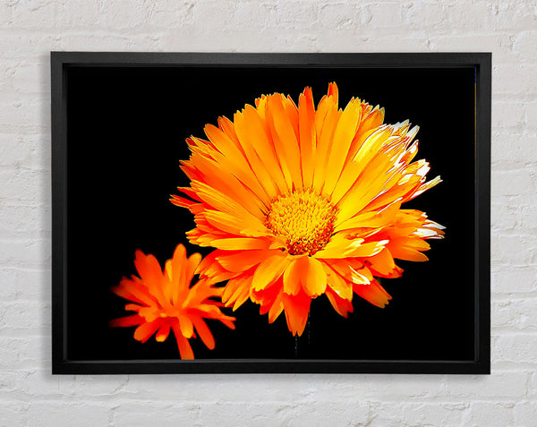 Vibrant Orange Gerberas Framed Print