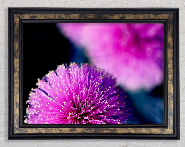 Cerise Pink Pom Poms Framed Print