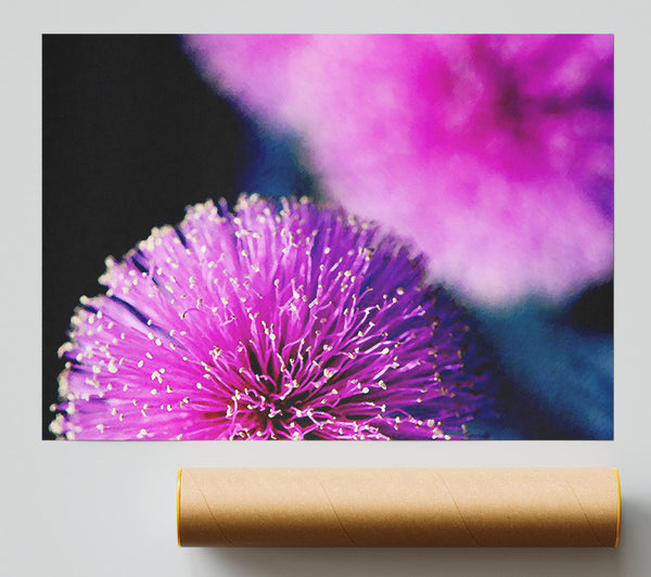Cerise Pink Pom Poms Print