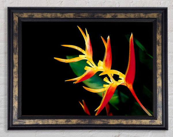 Bird Of Paradise In Sunlight Framed Print