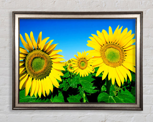 Huge Sunflower Heads In The Blue Cloudless Sky Framed Print