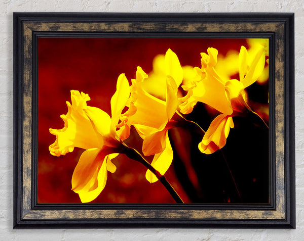 Golden Daffodil Parade Framed Print