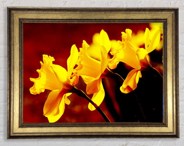 Golden Daffodil Parade Framed Print