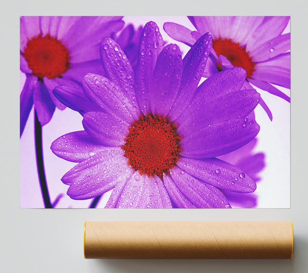 Purple Dew Drop Daisys Poster