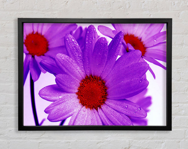 Purple Dew Drop Daisys Framed Print