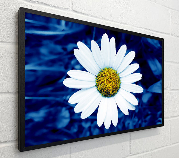White Daisy Face On Blue