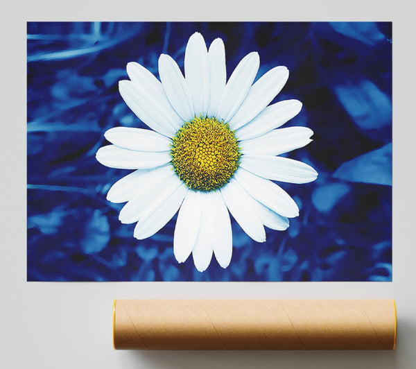 White Daisy Face On Blue Giclee Print