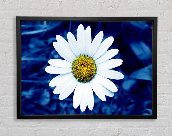 White Daisy Face On Blue Framed Print