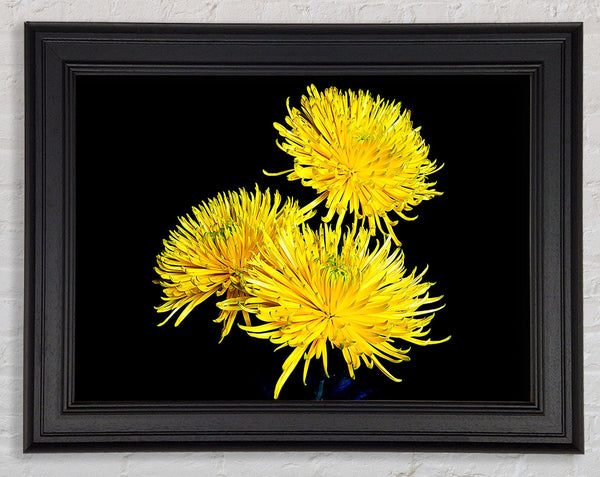 Dandelion Delight Framed Print