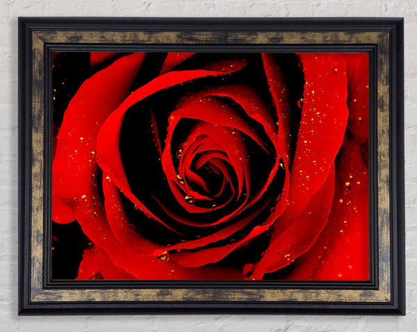 Close-Up Of A Red Rose Framed Print