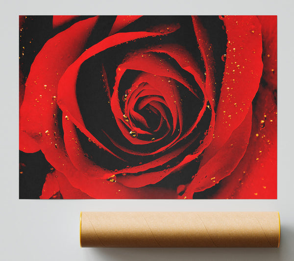 Close-Up Of A Red Rose Print