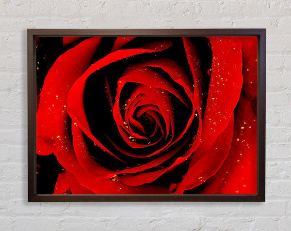 Close-Up Of A Red Rose Framed Print