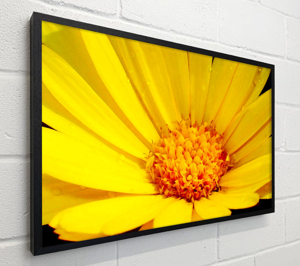 Golden Yellow Daisy