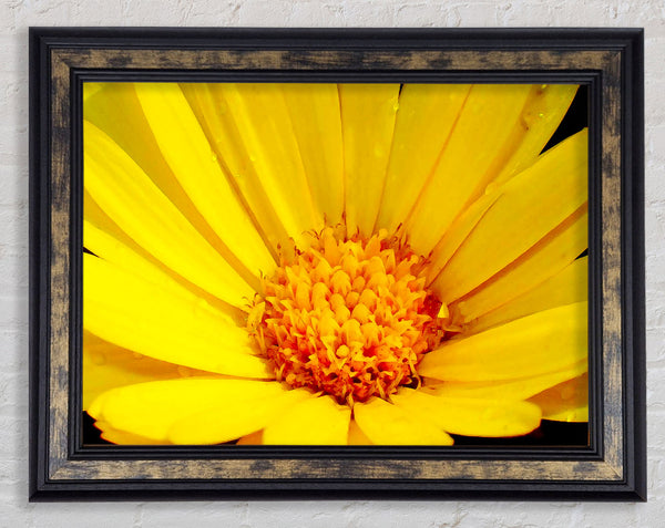Golden Yellow Daisy Framed Print