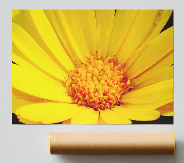 Golden Yellow Daisy Print