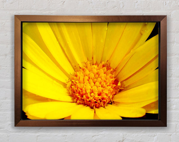 Golden Yellow Daisy Framed Print