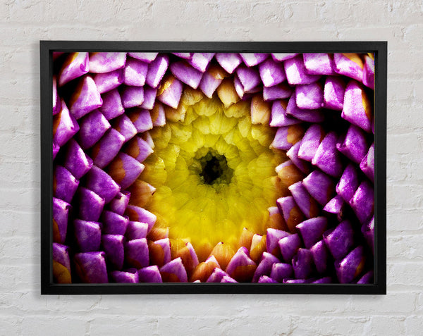 Purple Petal Delight Framed Print