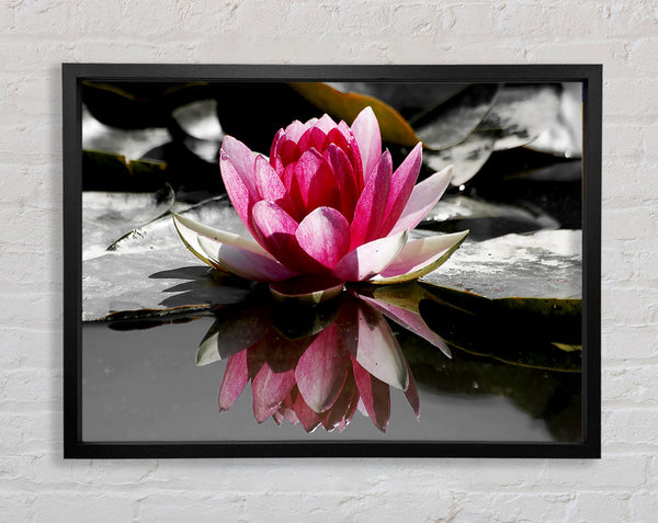 Pink Water Lily Reflections B n W Framed Print