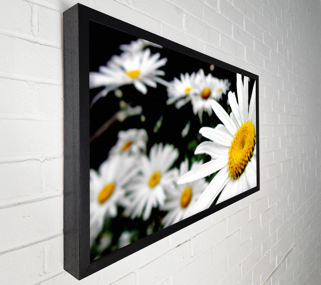  A Canvas Print of White Daisy Galore Canvas Art