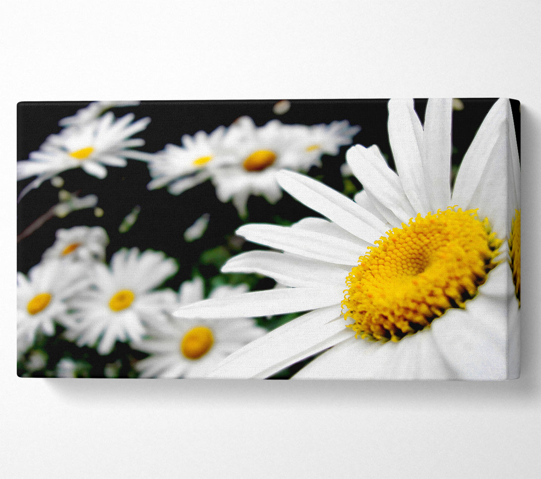  A Canvas Print of White Daisy Galore Canvas Art