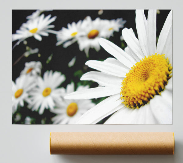 White Daisy Galore Print