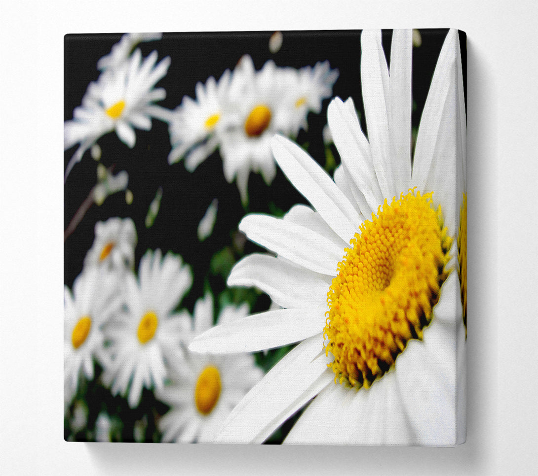  A Canvas Print of White Daisy Galore Canvas Art