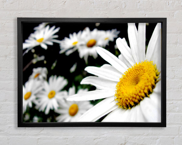 White Daisy Galore Framed Print