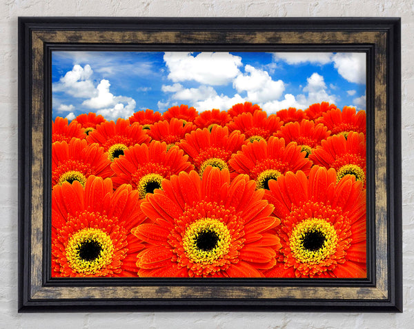 Orange Gerbera Heaven Framed Print