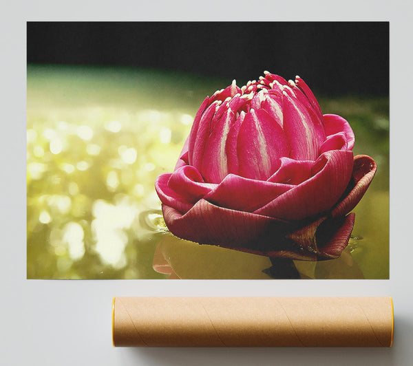 Pink Water Lily Sparkle Poster