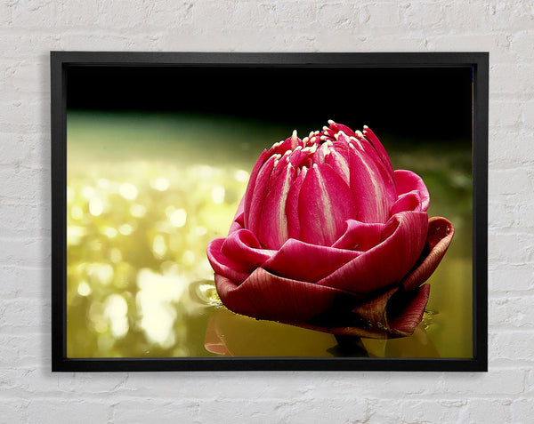 Pink Water Lily Sparkle Framed Print